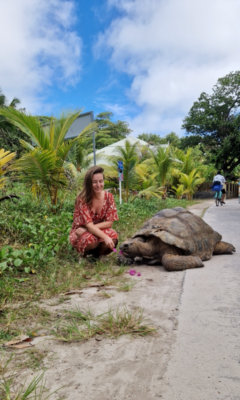 La Digue Schildkröten