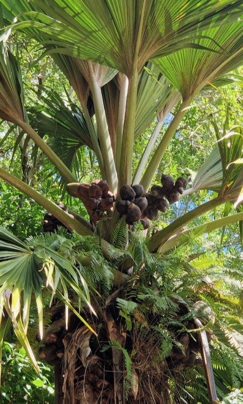 Seychellen Coco de Mer