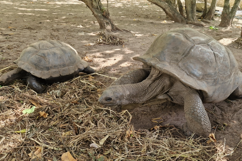 Aldabra-Riesenschildkröten