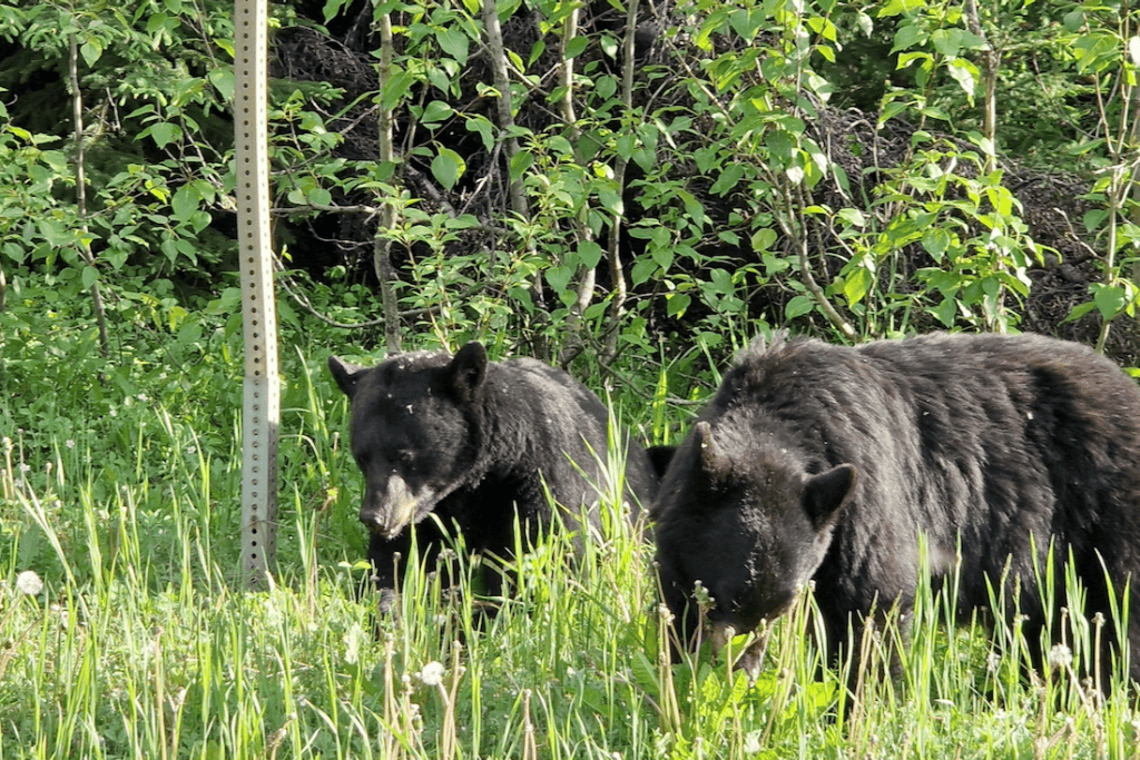 Schwarzbären Mount Robson Provincial Park