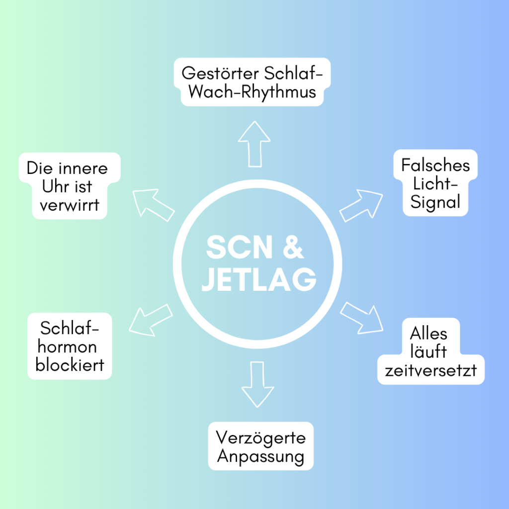 Scn und Jetlag Gehirnforschung