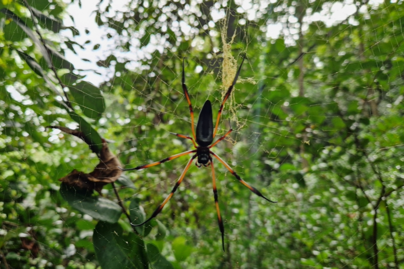 Praslin Spinnen