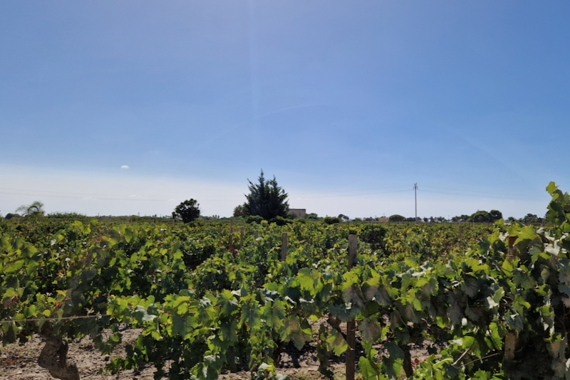 Sizilien Marsala Weinanbau