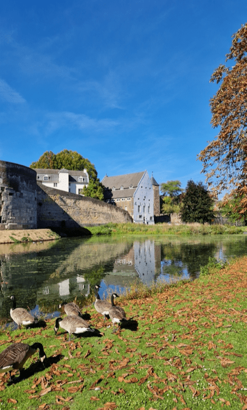 Stadtpark Maastricht Enten