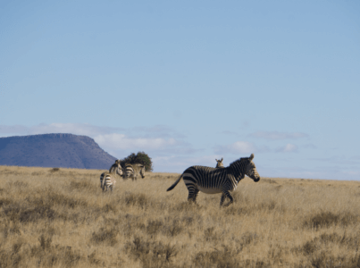 Garden Route Rundreise für 2-3 Wochen