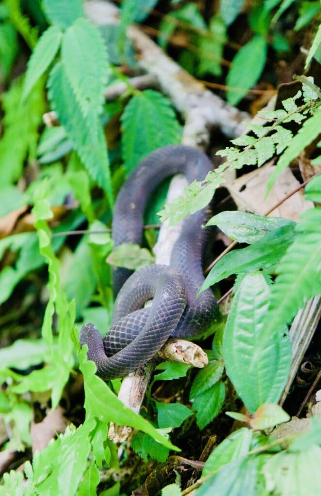 Mistico Arenal Hanging Bridges Park Schlange