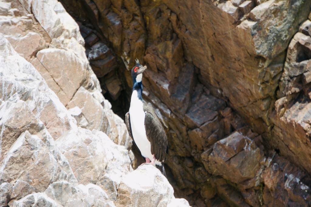 Peru Islas Ballestas