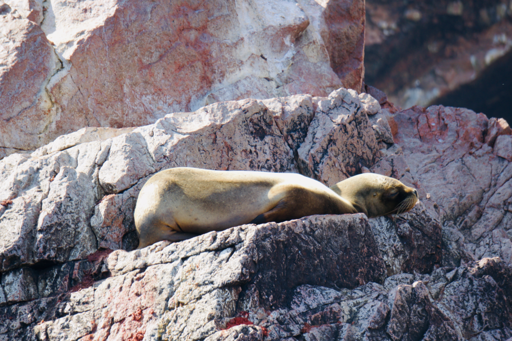 Peru Islas Ballestas