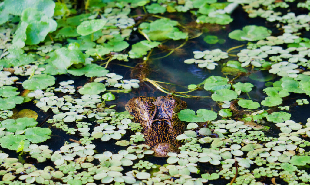 Tortuguero Costa Rica