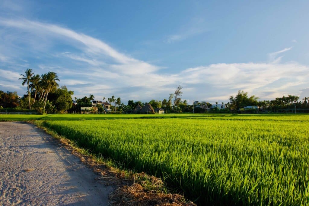 Hoi An Reisfeld
